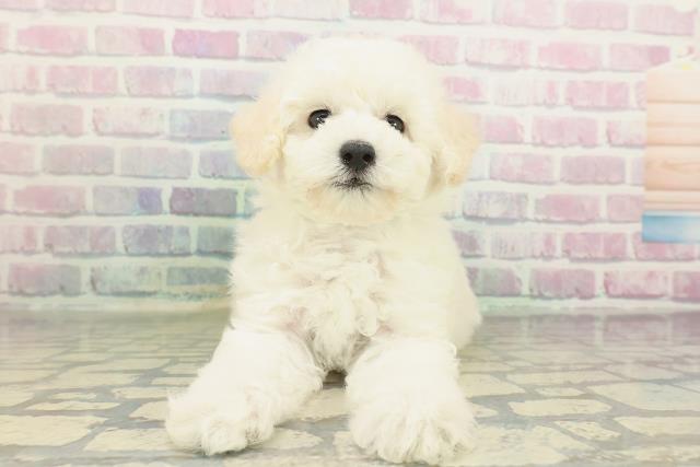 埼玉県のトイプードル(トイ) (Coo&RIKUアニマルケアセンター大宮/2026年2月8日生まれ/男の子/ホワイト)の子犬の1枚目の画像