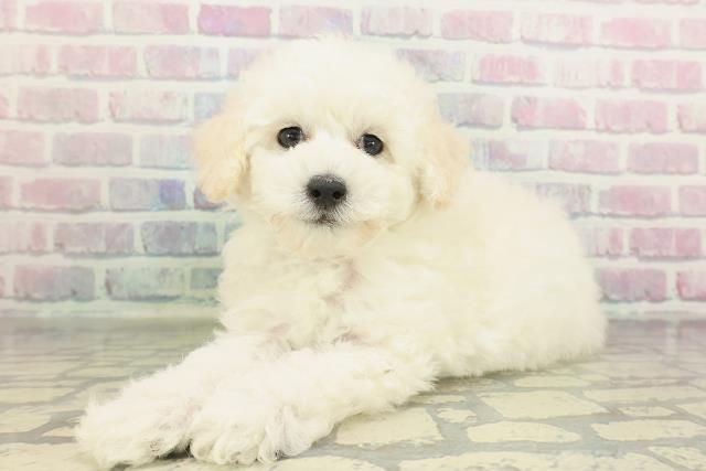 埼玉県のトイプードル(トイ) (Coo&RIKUアニマルケアセンター大宮/2026年2月8日生まれ/男の子/ホワイト)の子犬の2枚目の画像