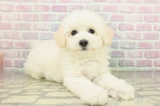 埼玉県のトイプードル(トイ) (Coo&RIKUアニマルケアセンター大宮/2026年2月8日生まれ/男の子/ホワイト)の子犬の3枚目の画像