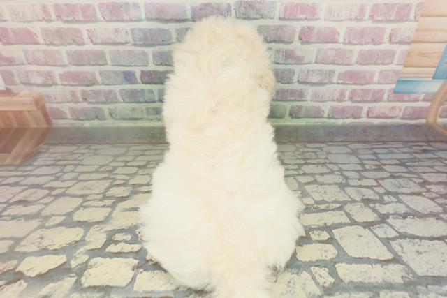 埼玉県のトイプードル(トイ) (Coo&RIKUアニマルケアセンター大宮/2026年2月8日生まれ/男の子/ホワイト)の子犬の4枚目の画像