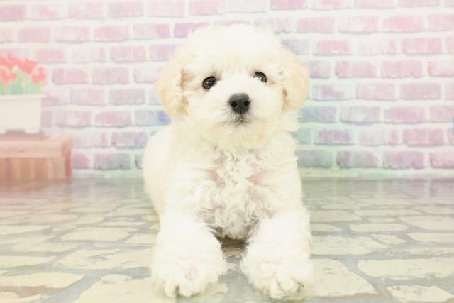 北海道のトイプードル(トイ) (Coo&RIKU北見店/2026年2月8日生まれ/男の子/クリーム)の子犬の1枚目の画像