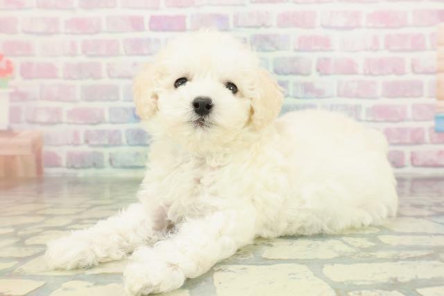 北海道のトイプードル(トイ) (Coo&RIKU北見店/2026年2月8日生まれ/男の子/クリーム)の子犬の2枚目の画像