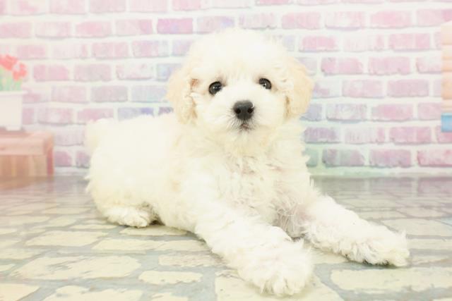 北海道のトイプードル(トイ) (Coo&RIKU北見店/2026年2月8日生まれ/男の子/クリーム)の子犬の3枚目の画像