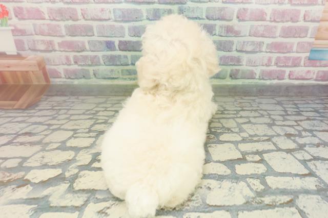 北海道のトイプードル(トイ) (Coo&RIKU北見店/2026年2月8日生まれ/男の子/クリーム)の子犬の4枚目の画像