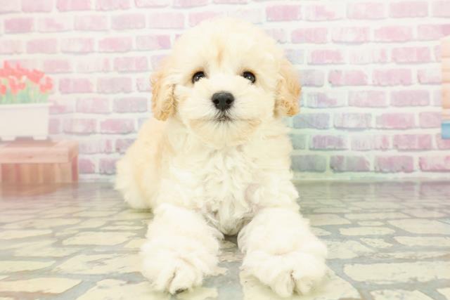 北海道のトイプードル(トイ) (Coo&RIKU釧路店/2026年2月8日生まれ/女の子/ペールフォーン)の子犬の1枚目の画像