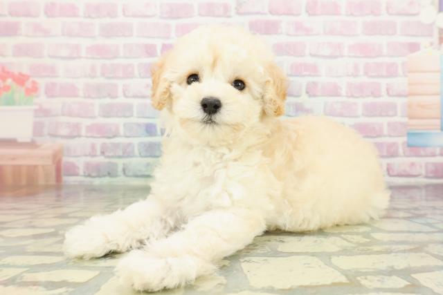 北海道のトイプードル(トイ) (Coo&RIKU釧路店/2026年2月8日生まれ/女の子/ペールフォーン)の子犬の2枚目の画像