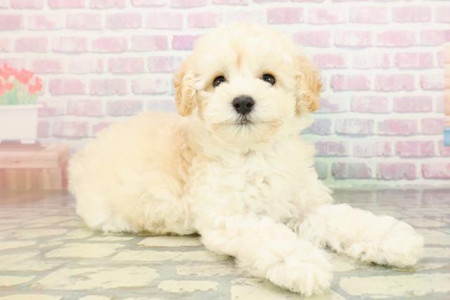 北海道のトイプードル(トイ) (Coo&RIKU釧路店/2026年2月8日生まれ/女の子/ペールフォーン)の子犬の3枚目の画像