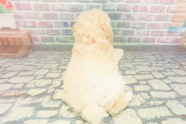 北海道のトイプードル(トイ) (Coo&RIKU釧路店/2026年2月8日生まれ/女の子/ペールフォーン)の子犬の4枚目の画像