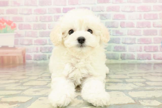 埼玉県のトイプードル(トイ) (Coo&RIKUアニマルケアセンター大宮/2026年2月8日生まれ/女の子/ホワイト)の子犬の1枚目の画像