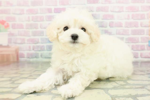 埼玉県のトイプードル(トイ) (Coo&RIKUアニマルケアセンター大宮/2026年2月8日生まれ/女の子/ホワイト)の子犬の2枚目の画像