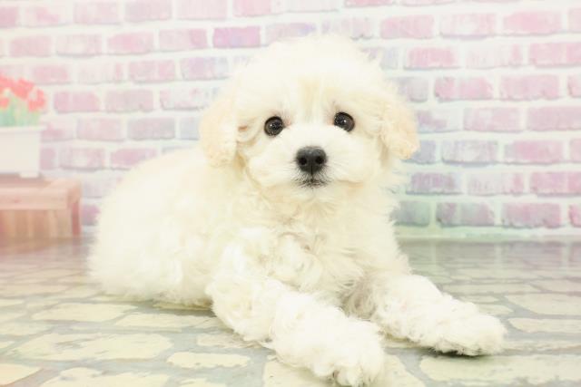 埼玉県のトイプードル(トイ) (Coo&RIKUアニマルケアセンター大宮/2026年2月8日生まれ/女の子/ホワイト)の子犬の3枚目の画像