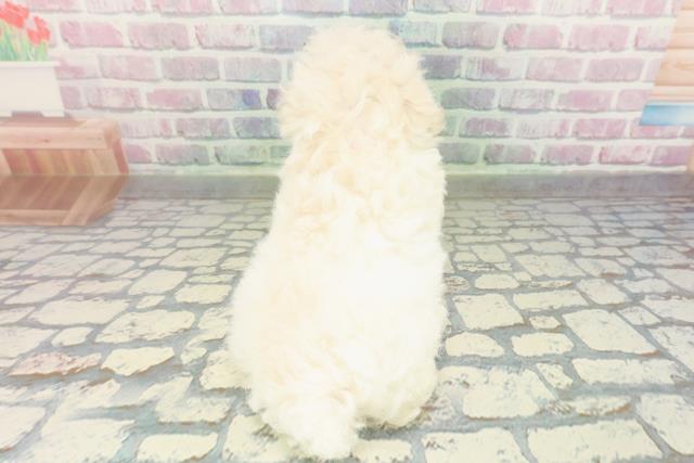 埼玉県のトイプードル(トイ) (Coo&RIKUアニマルケアセンター大宮/2026年2月8日生まれ/女の子/ホワイト)の子犬の4枚目の画像