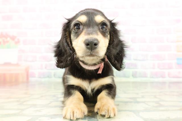 栃木県のミニチュアダックスフンド(ロング) (Coo&RIKU宇都宮店/2026年2月8日生まれ/女の子/ブラックタン)の子犬の1枚目の画像