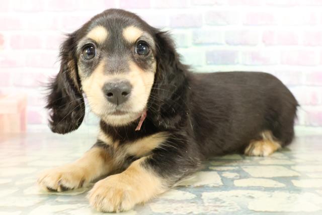 栃木県のミニチュアダックスフンド(ロング) (Coo&RIKU宇都宮店/2026年2月8日生まれ/女の子/ブラックタン)の子犬の2枚目の画像