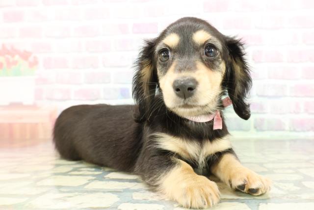 栃木県のミニチュアダックスフンド(ロング) (Coo&RIKU宇都宮店/2026年2月8日生まれ/女の子/ブラックタン)の子犬の3枚目の画像