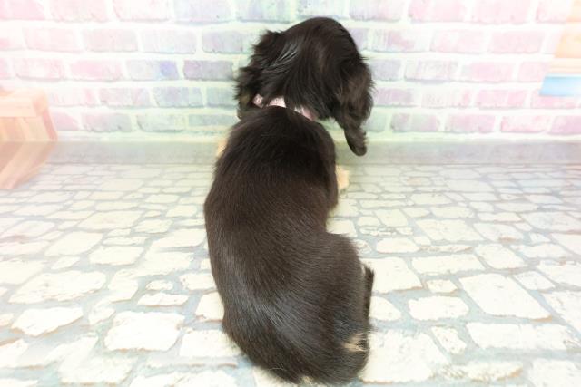 栃木県のミニチュアダックスフンド(ロング) (Coo&RIKU宇都宮店/2026年2月8日生まれ/女の子/ブラックタン)の子犬の4枚目の画像