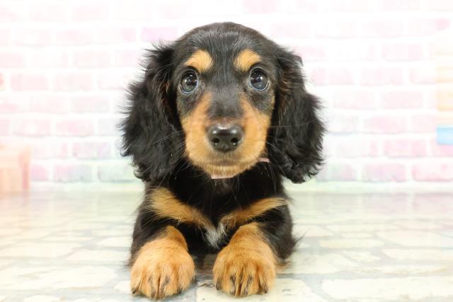 東京都のミニチュアダックスフンド(ロング) (Coo&RIKU八王子西店/2026年2月8日生まれ/女の子/ブラックタン)の子犬の1枚目の画像