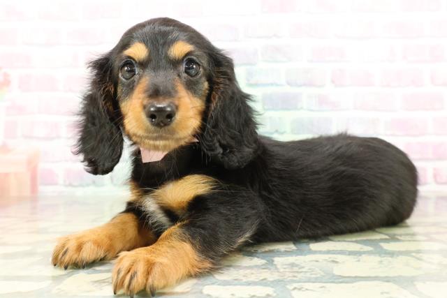 東京都のミニチュアダックスフンド(ロング) (Coo&RIKU八王子西店/2026年2月8日生まれ/女の子/ブラックタン)の子犬の2枚目の画像