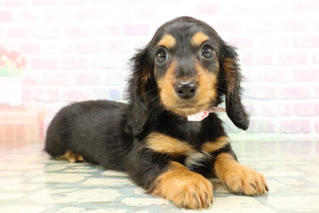 東京都のミニチュアダックスフンド(ロング) (Coo&RIKU八王子西店/2026年2月8日生まれ/女の子/ブラックタン)の子犬の3枚目の画像