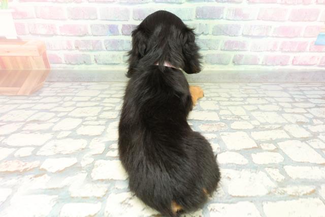 東京都のミニチュアダックスフンド(ロング) (Coo&RIKU八王子西店/2026年2月8日生まれ/女の子/ブラックタン)の子犬の4枚目の画像