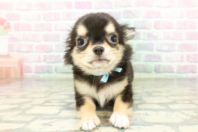 埼玉県のチワワ(ロング) (Coo&RIKU熊谷ニットーモール店/2026年1月9日生まれ/男の子/ブラックタンホワイト)の子犬の1枚目の画像