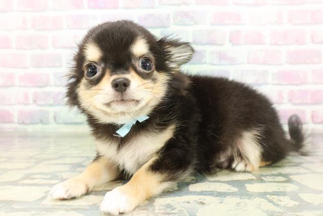 埼玉県のチワワ(ロング) (Coo&RIKU熊谷ニットーモール店/2026年1月9日生まれ/男の子/ブラックタンホワイト)の子犬の2枚目の画像