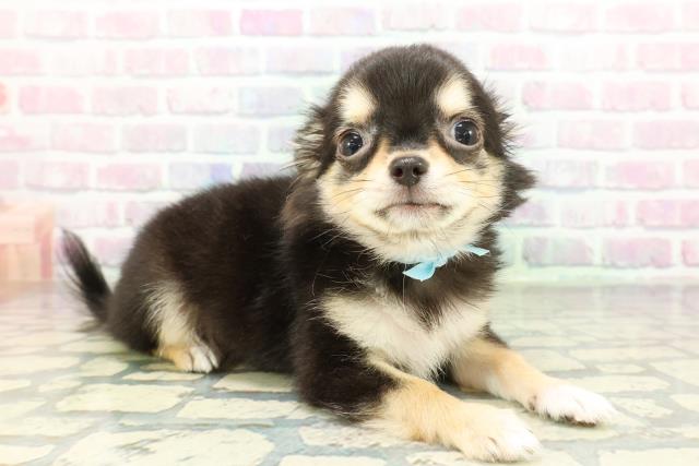 埼玉県のチワワ(ロング) (Coo&RIKU熊谷ニットーモール店/2026年1月9日生まれ/男の子/ブラックタンホワイト)の子犬の3枚目の画像