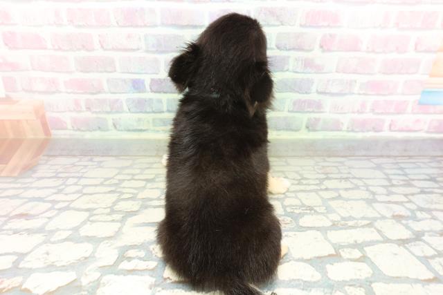 埼玉県のチワワ(ロング) (Coo&RIKU熊谷ニットーモール店/2026年1月9日生まれ/男の子/ブラックタンホワイト)の子犬の4枚目の画像