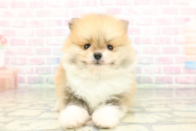 東京都のポメラニアン (Coo&RIKU三軒茶屋店/2026年2月6日生まれ/男の子/パーティーカラー)の子犬の1枚目の画像