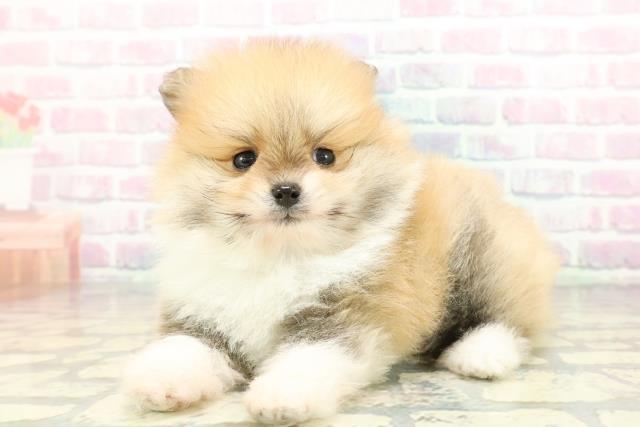 東京都のポメラニアン (Coo&RIKU三軒茶屋店/2026年2月6日生まれ/男の子/パーティーカラー)の子犬の2枚目の画像