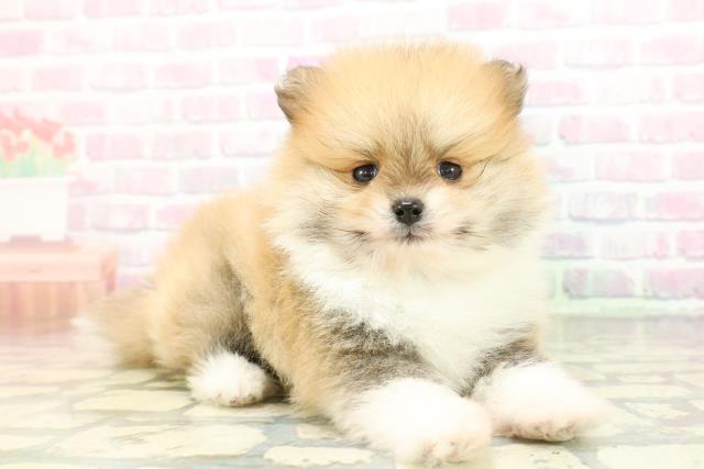 東京都のポメラニアン (Coo&RIKU三軒茶屋店/2026年2月6日生まれ/男の子/パーティーカラー)の子犬の3枚目の画像