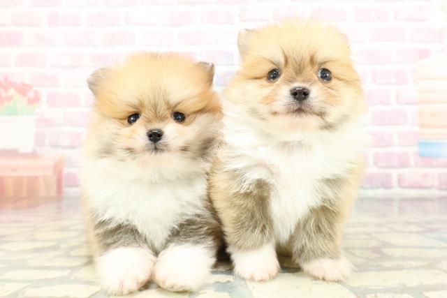 東京都のポメラニアン (Coo&RIKU三軒茶屋店/2026年2月6日生まれ/男の子/パーティーカラー)の子犬の4枚目の画像