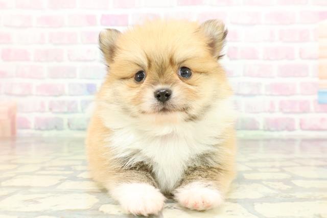 東京都のポメラニアン (Coo&RIKU広尾店/2026年2月6日生まれ/男の子/パーティーカラー)の子犬