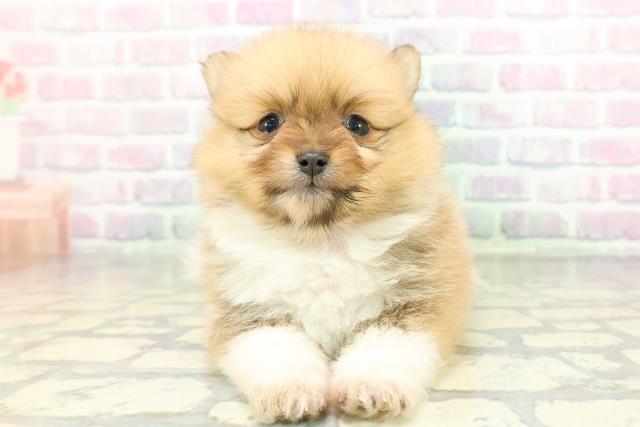 東京都のポメラニアン (Coo&RIKU阿佐ヶ谷店/2026年2月6日生まれ/女の子/パーティーカラー)の子犬の1枚目の画像