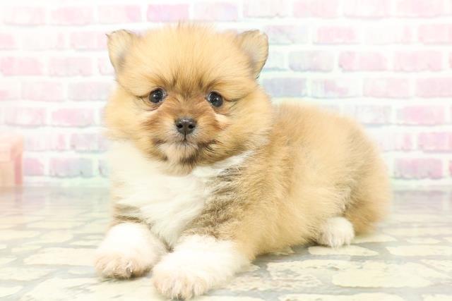 東京都のポメラニアン (Coo&RIKU阿佐ヶ谷店/2026年2月6日生まれ/女の子/パーティーカラー)の子犬の2枚目の画像