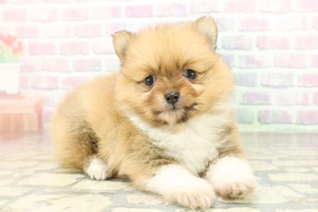 東京都のポメラニアン (Coo&RIKU阿佐ヶ谷店/2026年2月6日生まれ/女の子/パーティーカラー)の子犬の3枚目の画像