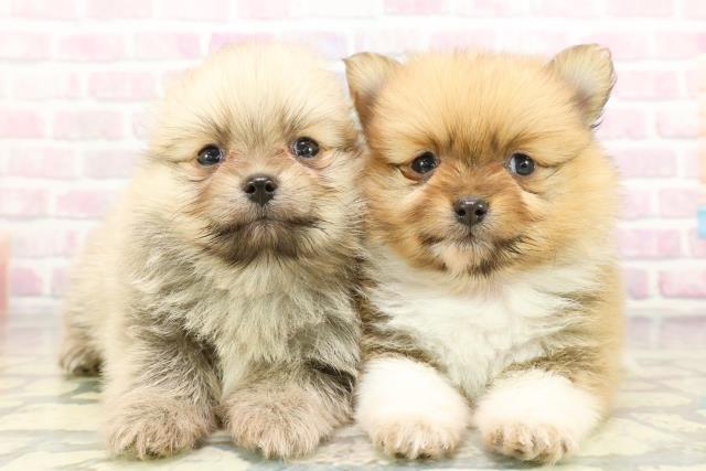 東京都のポメラニアン (Coo&RIKU阿佐ヶ谷店/2026年2月6日生まれ/女の子/パーティーカラー)の子犬の4枚目の画像