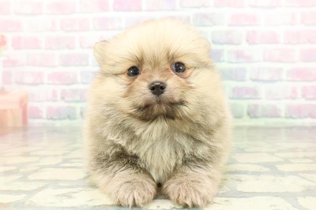 東京都のポメラニアン (Coo&RIKU秋葉原店/2026年2月6日生まれ/男の子/ウルフセーブル)の子犬