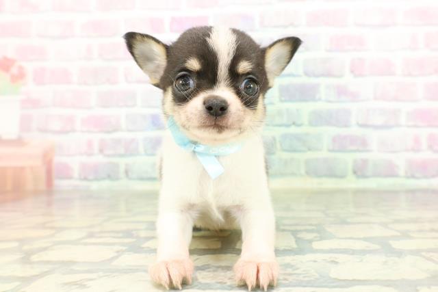 東京都のチワワ(スムース) (Coo&RIKU中野サンモール店/2026年2月7日生まれ/男の子/パーティーカラー)の子犬の1枚目の画像