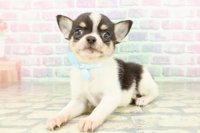 東京都のチワワ(スムース) (Coo&RIKU中野サンモール店/2026年2月7日生まれ/男の子/パーティーカラー)の子犬の2枚目の画像