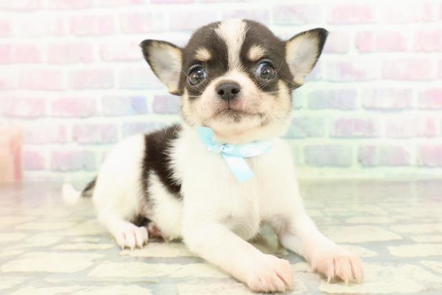 東京都のチワワ(スムース) (Coo&RIKU中野サンモール店/2026年2月7日生まれ/男の子/パーティーカラー)の子犬の3枚目の画像