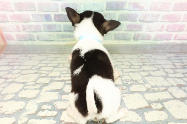 東京都のチワワ(スムース) (Coo&RIKU中野サンモール店/2026年2月7日生まれ/男の子/パーティーカラー)の子犬の4枚目の画像