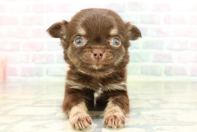 東京都のチワワ(ロング) (Coo&RIKU新宿三丁目店/2026年1月28日生まれ/女の子/チョコレートタン)の子犬の1枚目の画像
