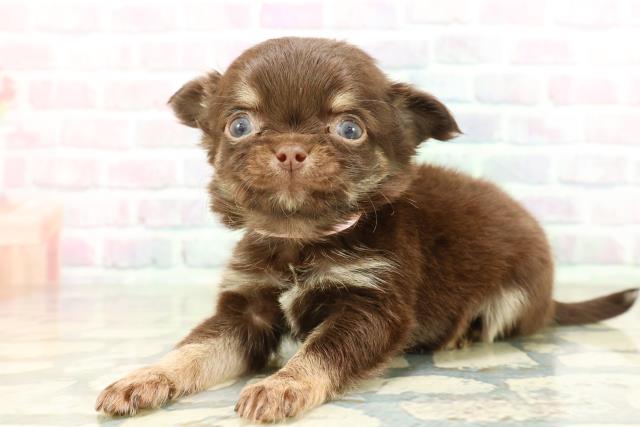 東京都のチワワ(ロング) (Coo&RIKU新宿三丁目店/2026年1月28日生まれ/女の子/チョコレートタン)の子犬の2枚目の画像