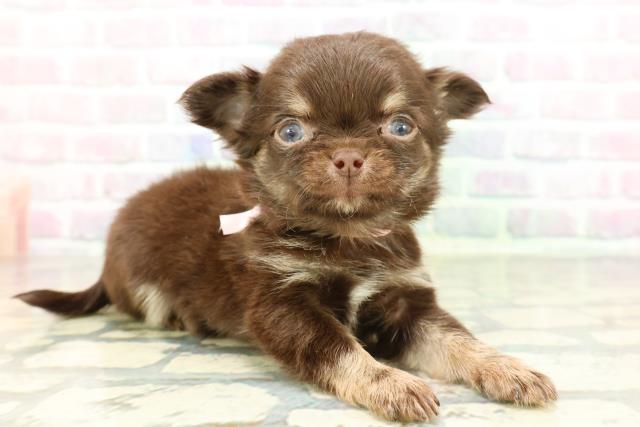 東京都のチワワ(ロング) (Coo&RIKU新宿三丁目店/2026年1月28日生まれ/女の子/チョコレートタン)の子犬の3枚目の画像