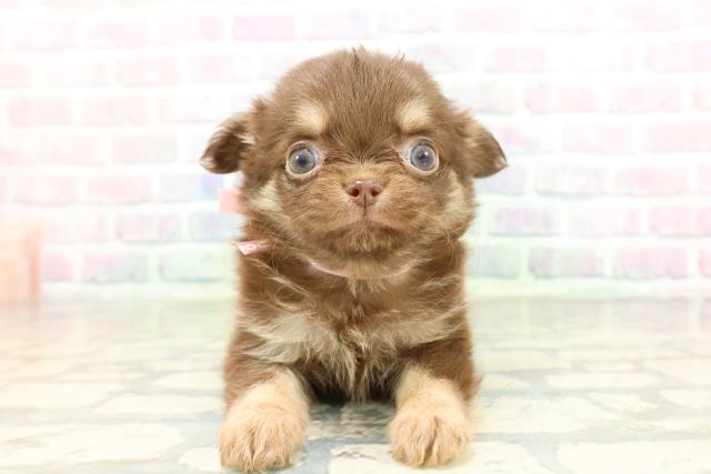 東京都のチワワ(ロング) (Coo&RIKU池袋西口店/2026年1月28日生まれ/女の子/チョコレートタン)の子犬の1枚目の画像