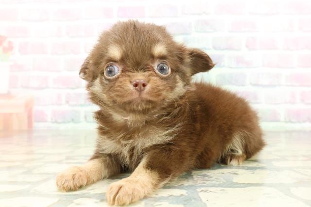 東京都のチワワ(ロング) (Coo&RIKU池袋西口店/2026年1月28日生まれ/女の子/チョコレートタン)の子犬の2枚目の画像