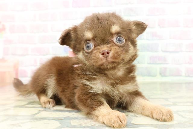 東京都のチワワ(ロング) (Coo&RIKU池袋西口店/2026年1月28日生まれ/女の子/チョコレートタン)の子犬の3枚目の画像