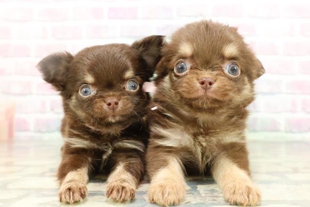 東京都のチワワ(ロング) (Coo&RIKU池袋西口店/2026年1月28日生まれ/女の子/チョコレートタン)の子犬の4枚目の画像