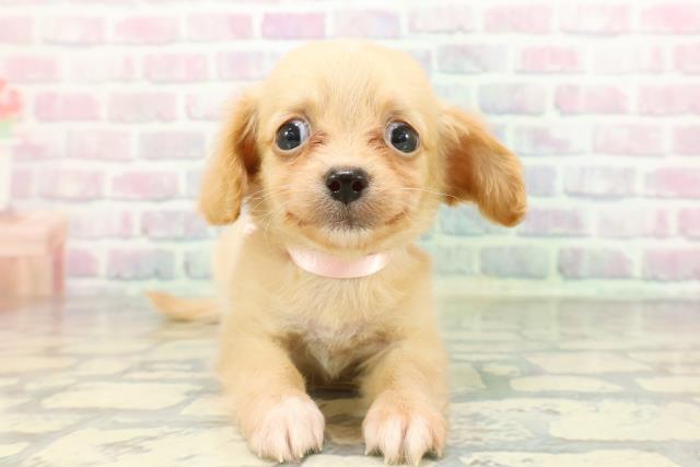 東京都のチワックス(チワワ×ダックス) (Coo&RIKU三軒茶屋店/2026年1月27日生まれ/女の子/クリームホワイト)の子犬の1枚目の画像